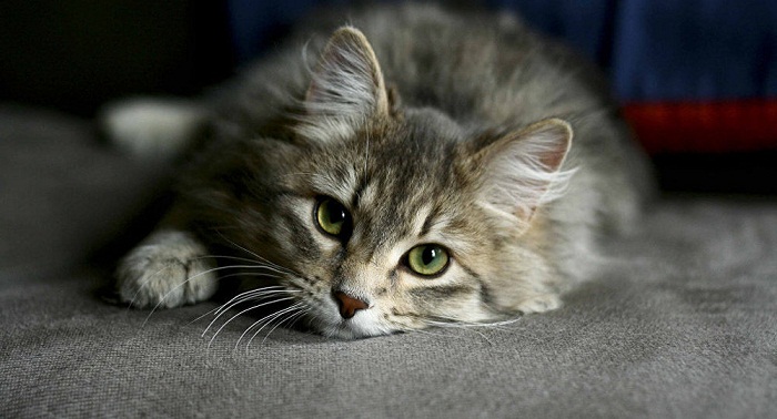 Un chat perdu retrouve sa maîtresse six ans plus tard